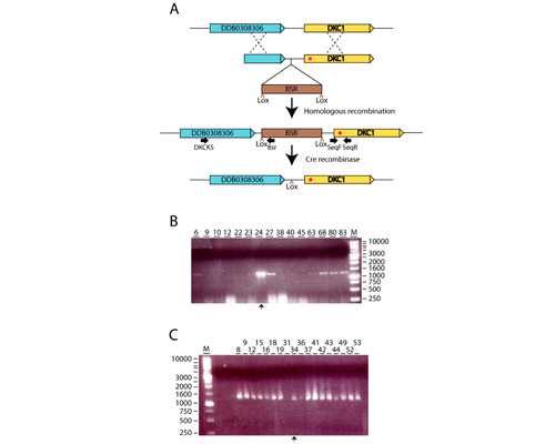 上海正规的代孕包成功, 美国试管婴儿移植后肚子疼肿么办?别慌!_上海供卵试管