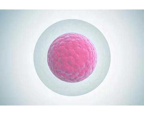 上海供卵试管的中介,上海仁济医院供卵流程_怎样找代生