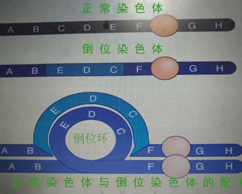 上海捐卵试管有无风险,上海捐卵多少钱_有偿供卵公司