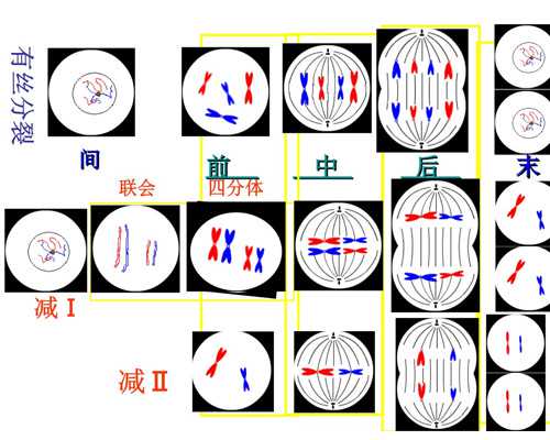 上海代怀什么价格 上海正规助孕机构 ‘b超看字母看男女’