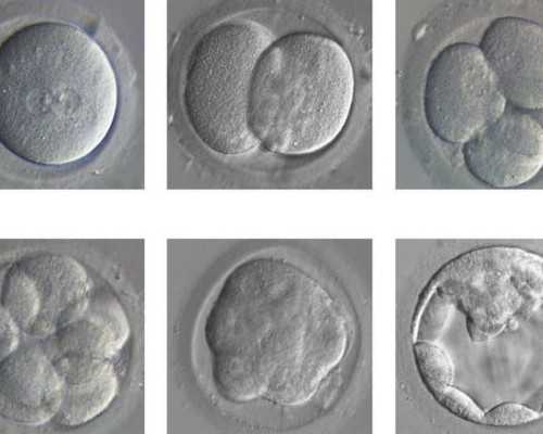 上海试管代怀生子,上海九院试管费用多少？如何提高成功率？