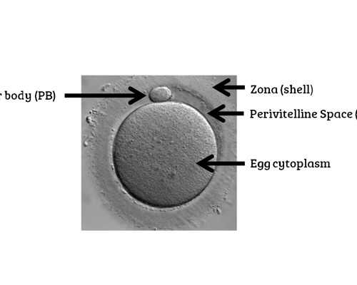 怎样给新生儿拍嗝的