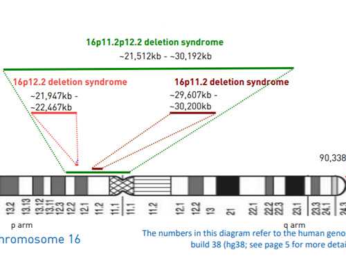 nt值多少为正常