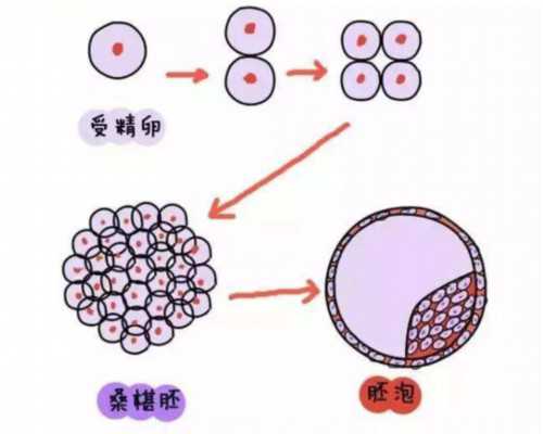 2026年上海哪些医院可做三代试管婴儿技术？上海有做三代试管的医院吗？
