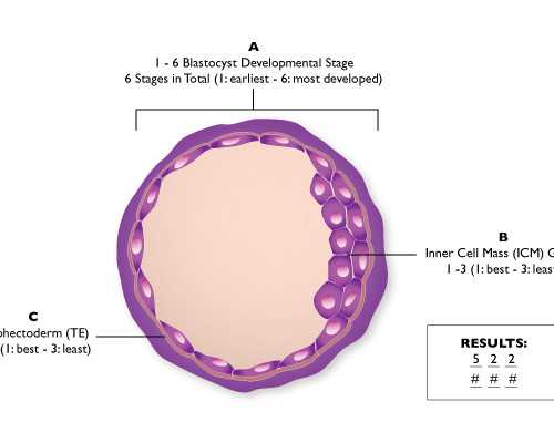 上海专业借卵,上海中信助孕供卵吗,武汉供卵助孕生儿子_上海正规供卵试管婴儿