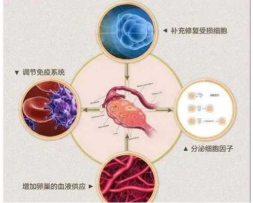 上海代怀公司流程,助孕咨询：在上海公立医院可以做第三代试管婴儿生双胞胎